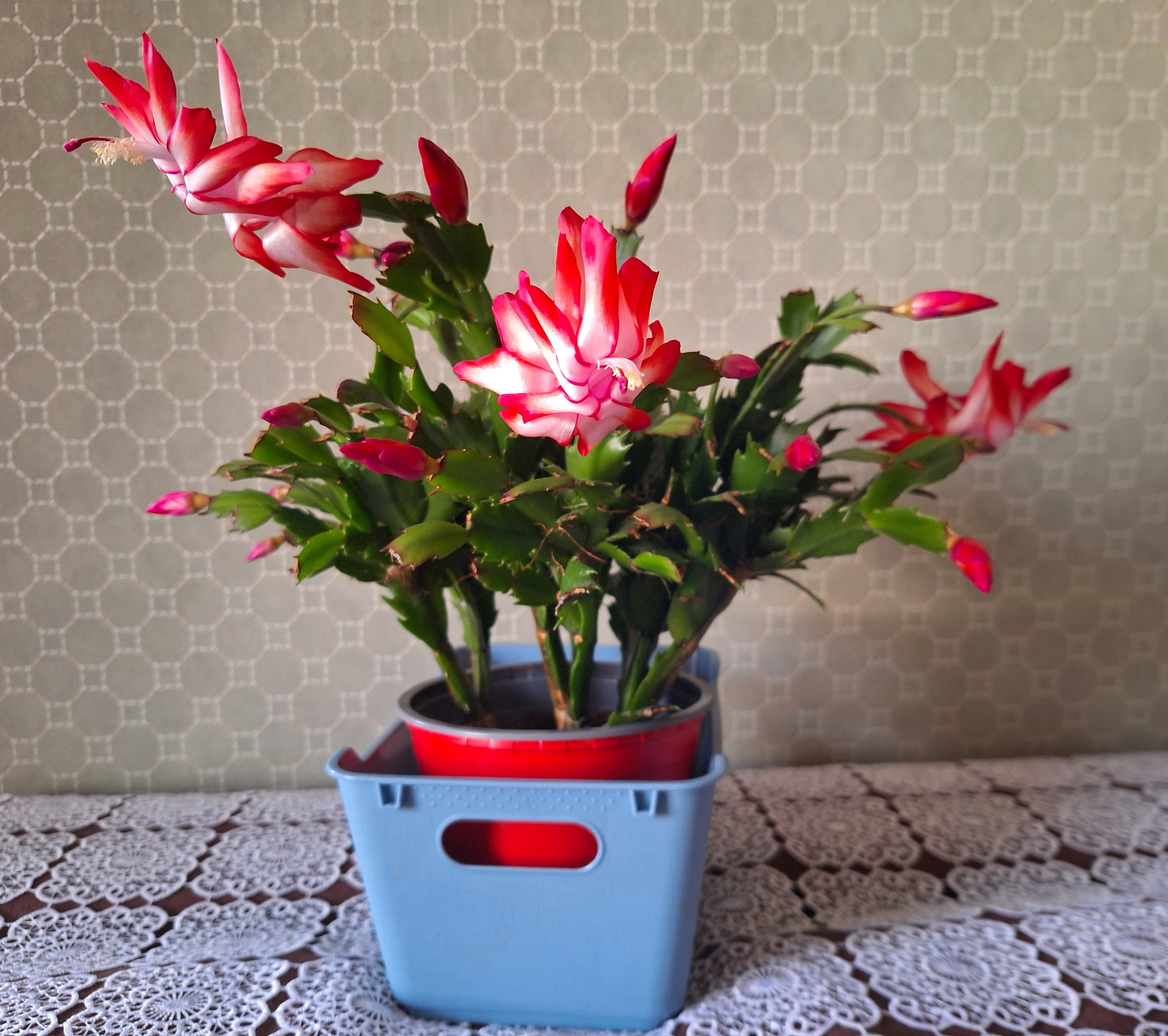 novemberkaktus Schlumbergera truncata