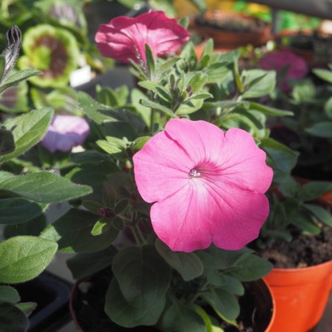 Petunias in the greenhouse